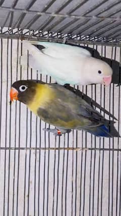 Parblue Male Albino Female | Lutino Pair with chicks