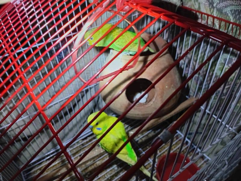 budgie breeder pair for sale 0