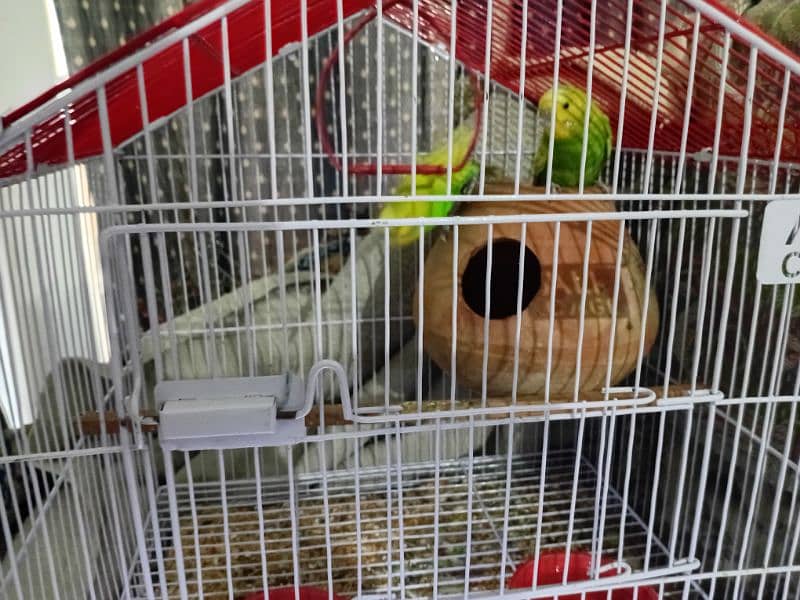 budgie breeder pair for sale 3