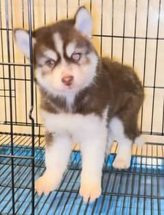 Siberian husky puppies for sale in urgent