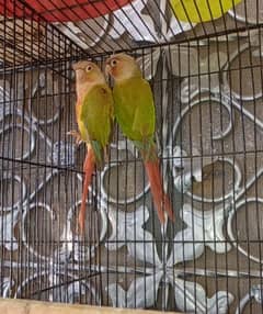 pineapple conure red factor pair