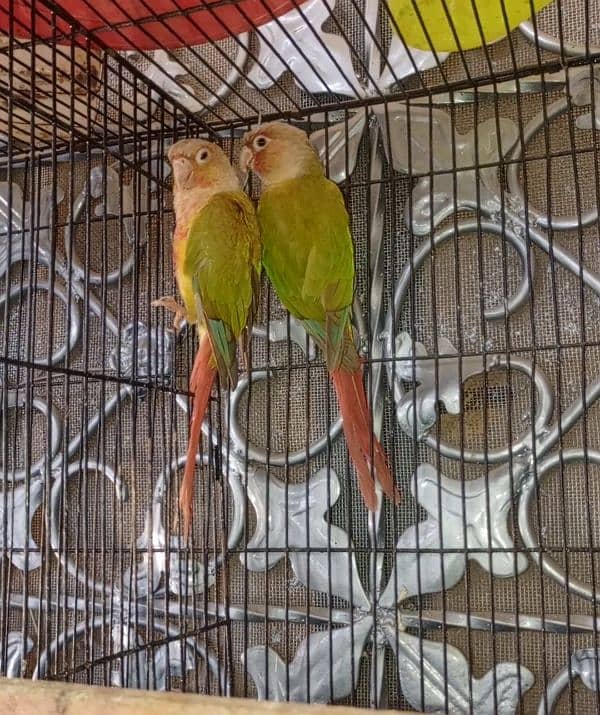 pineapple conure red factor pair 0