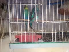 I want to sale 2 pairs of budgie