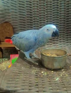 African grey Parrot Female