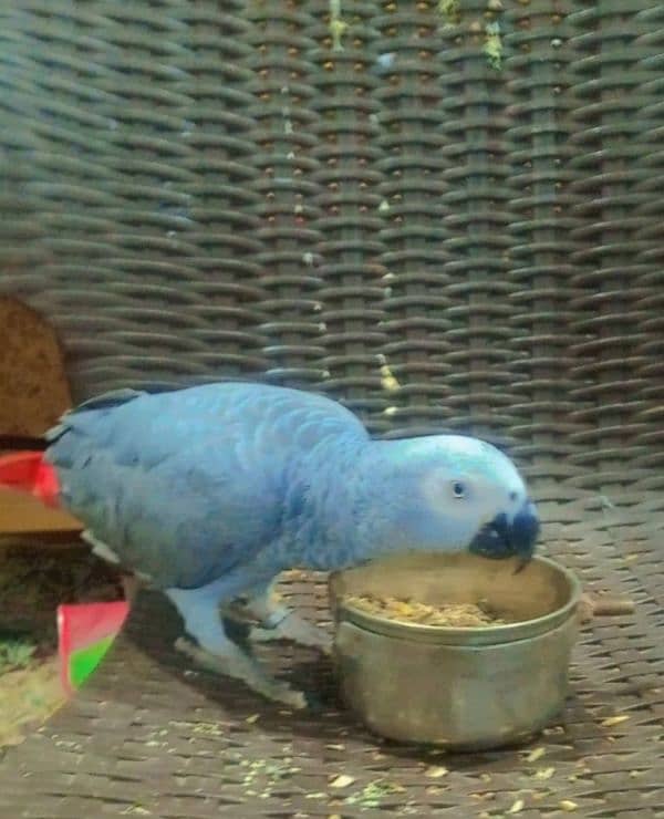 African grey Parrot Female 1