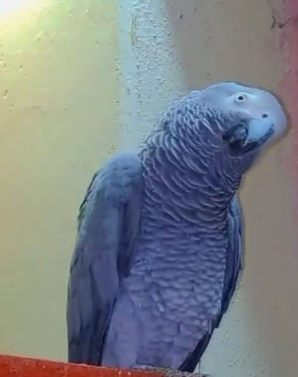 African grey Parrot Female 2