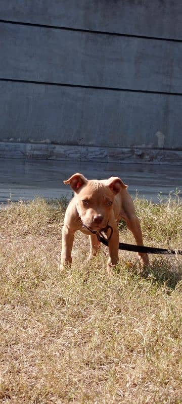 Imported blood line pitbull 0