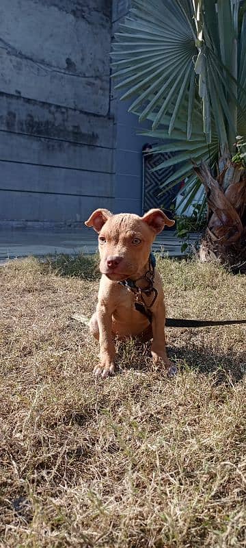 Imported blood line pitbull 1