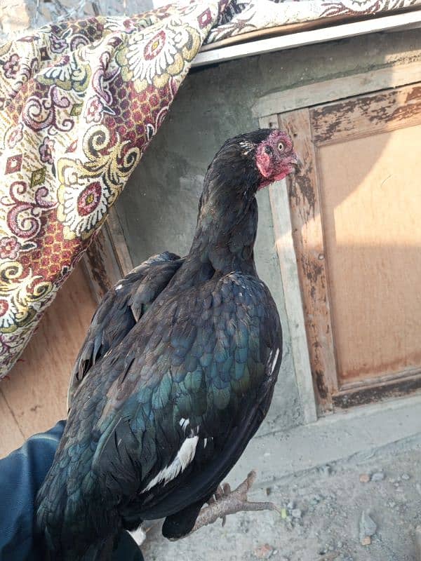 aseel hen for sale 0