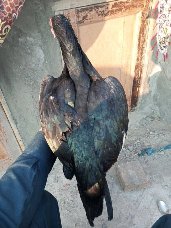 aseel hen for sale 1