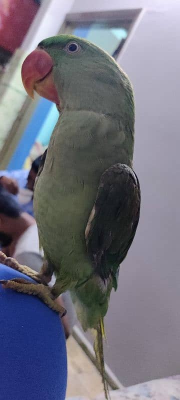 parrot 2