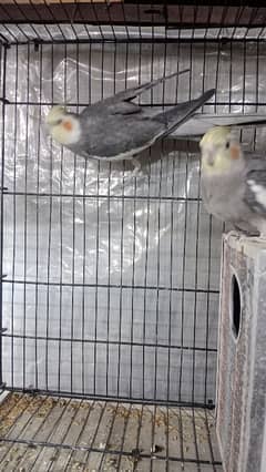 cockatiel