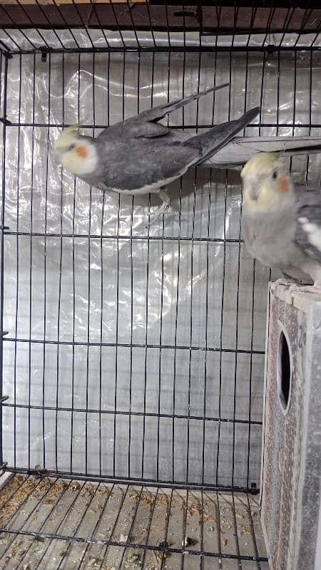 cockatiel breeder pair 0