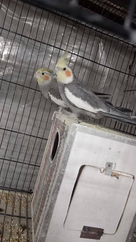 cockatiel breeder pair 1