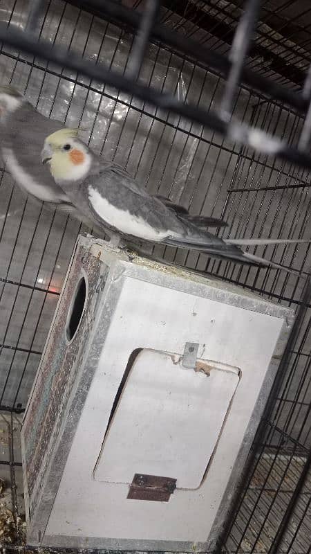 cockatiel breeder pair 2