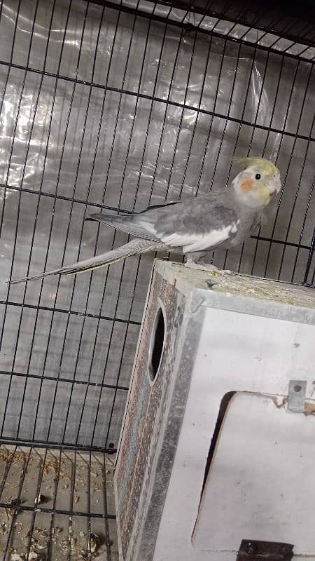 cockatiel breeder pair 3