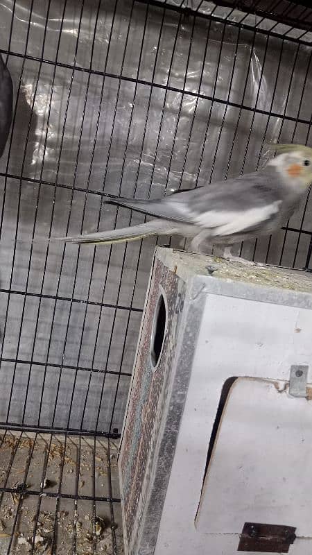 cockatiel breeder pair 4