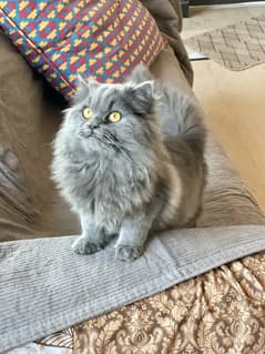 Persian Long Coat Female Cat