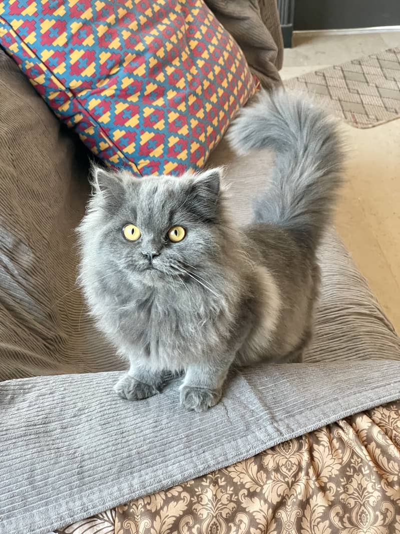 Persian Long Coat Female Cat 1