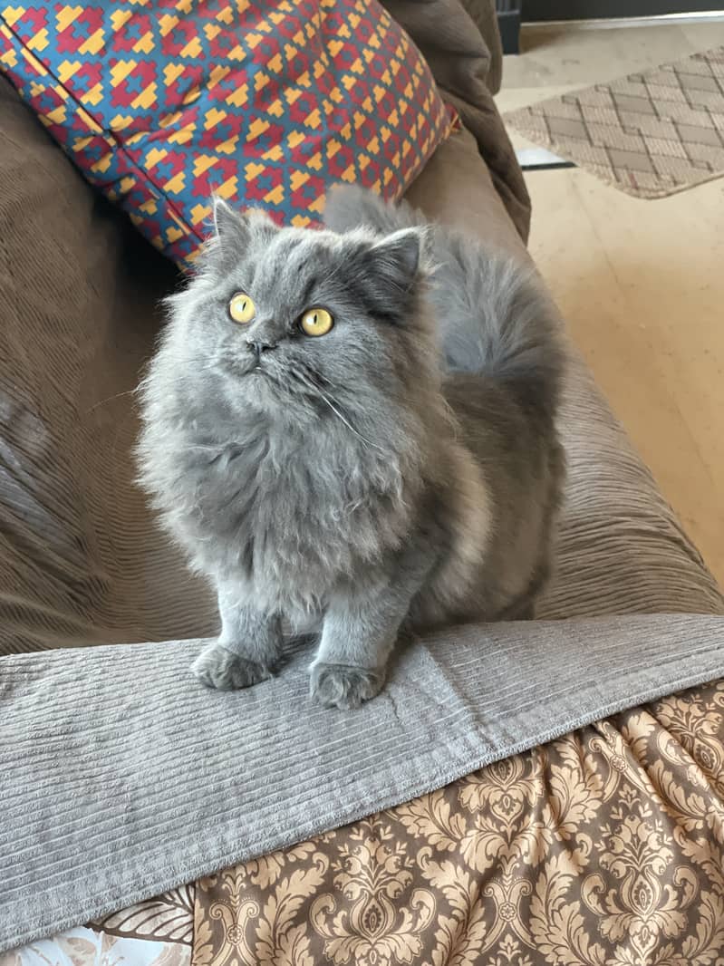 Persian Long Coat Female Cat 2