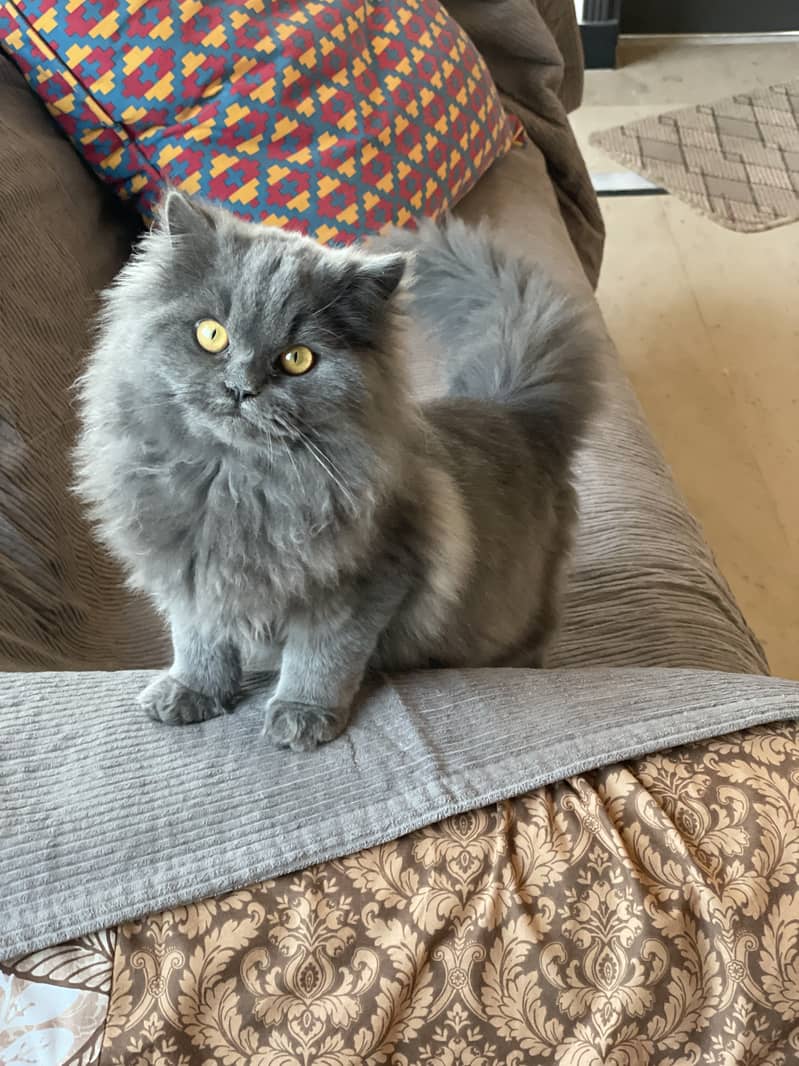 Persian Long Coat Female Cat 3