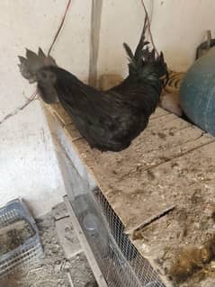 pure Ayam cemani