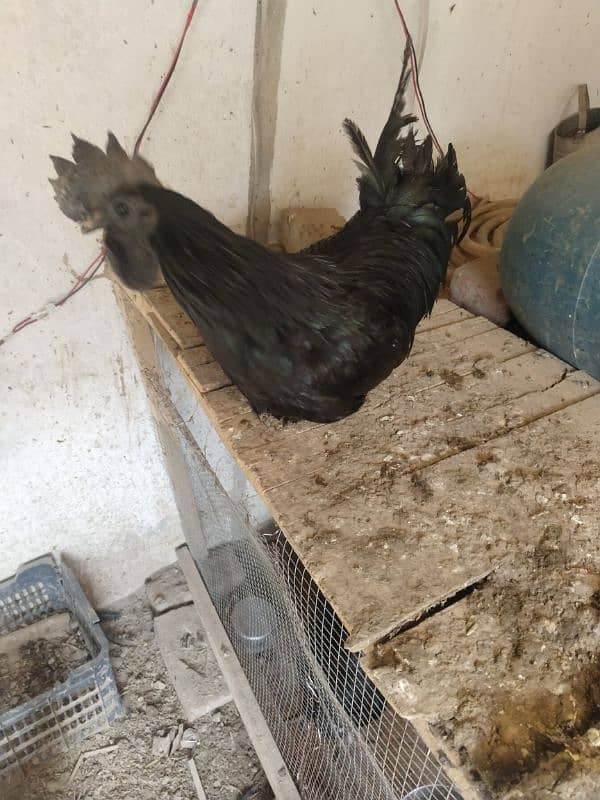 pure Ayam cemani 0