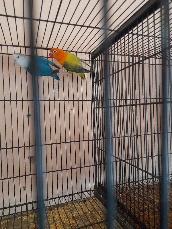 4 lovebirds pairs for sale with 8 portions cage 1