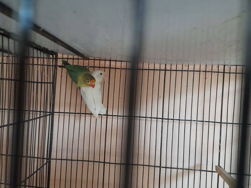 4 lovebirds pairs for sale with 8 portions cage 2