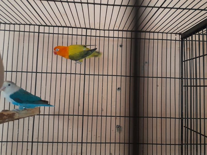 4 lovebirds pairs for sale with 8 portions cage 3