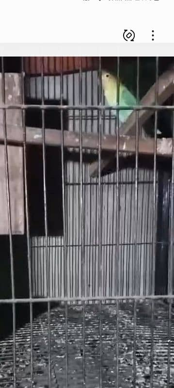 breed pair with cage 1