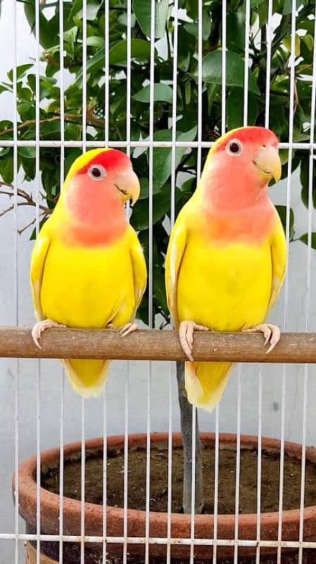 Love bird pair for sale (Fisher, Lutino, Albino, Parblue, Opline) 0