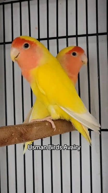 Love bird pair for sale (Fisher, Lutino, Albino, Parblue, Opline) 1