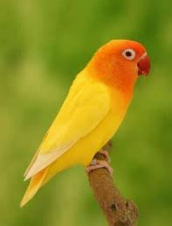 Love bird pair for sale (Fisher, Lutino, Albino, Parblue, Opline) 4