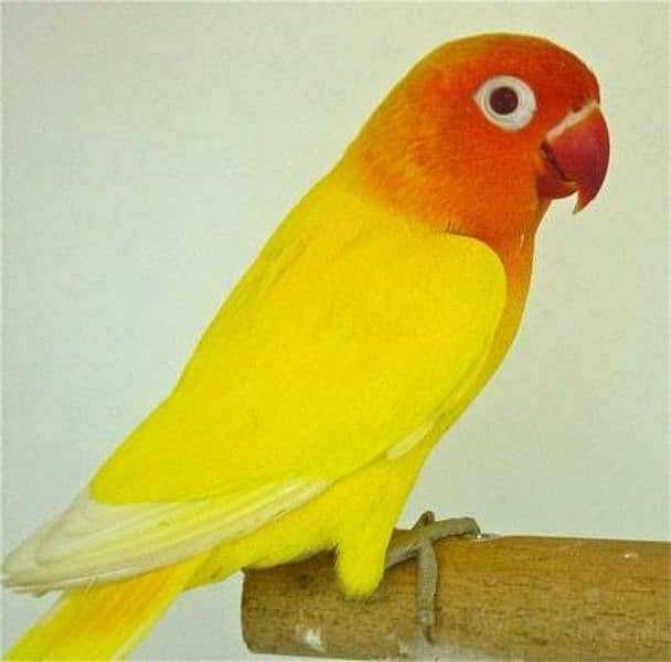 Love bird pair for sale (Fisher, Lutino, Albino, Parblue, Opline) 5