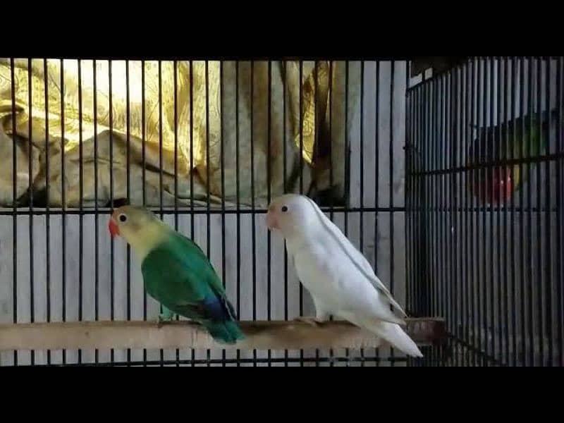 Love bird pair for sale (Fisher, Lutino, Albino, Parblue, Opline) 6