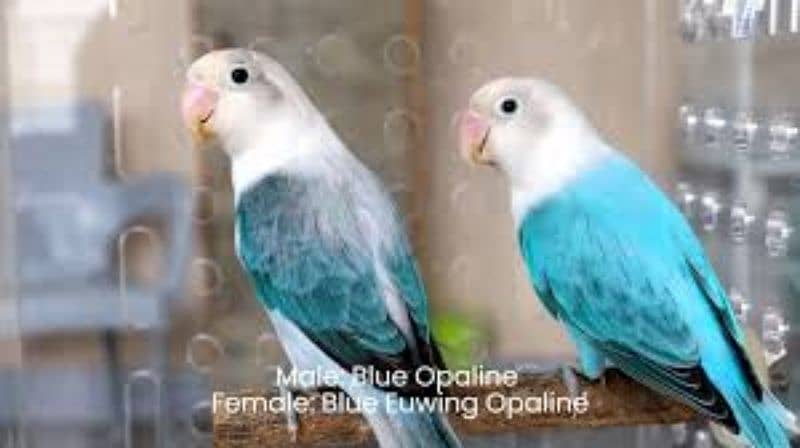 Love bird pair for sale (Fisher, Lutino, Albino, Parblue, Opline) 7