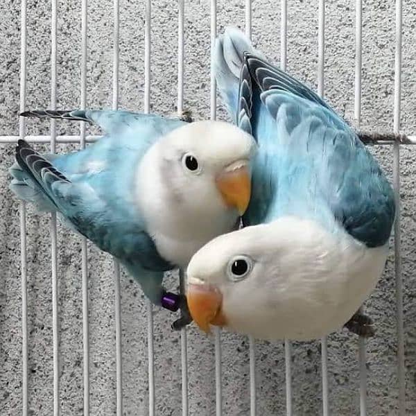 Love bird pair for sale (Fisher, Lutino, Albino, Parblue, Opline) 8