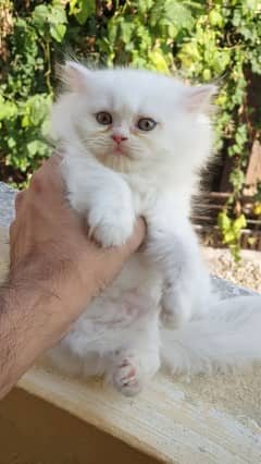 Persian cat for sale 0337/073/24/20 WhatsApp no#