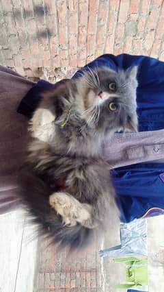 Persian Cat Available for sale