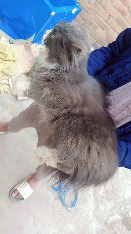 Persian Cat Available for sale 2