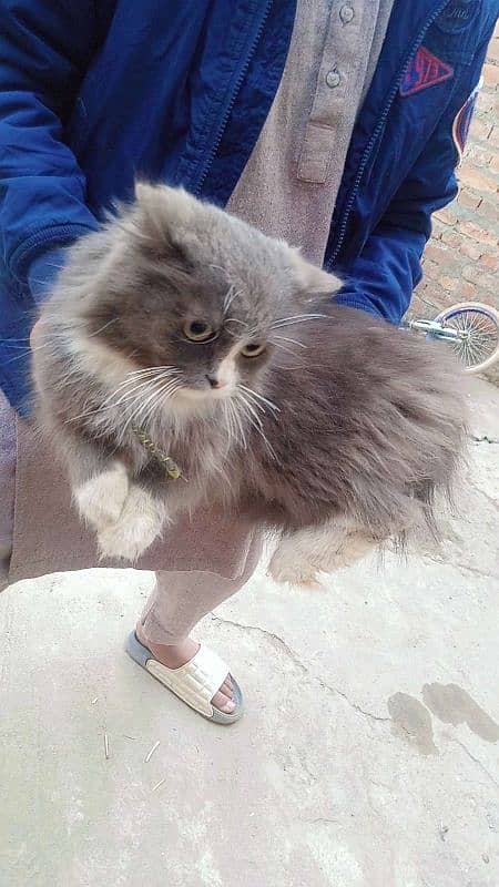 Persian Cat Available for sale 3