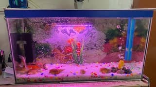 Aquarium for sale || with fishes || under 10k