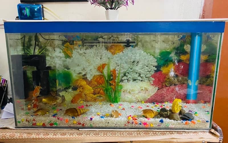 Aquarium for sale 1