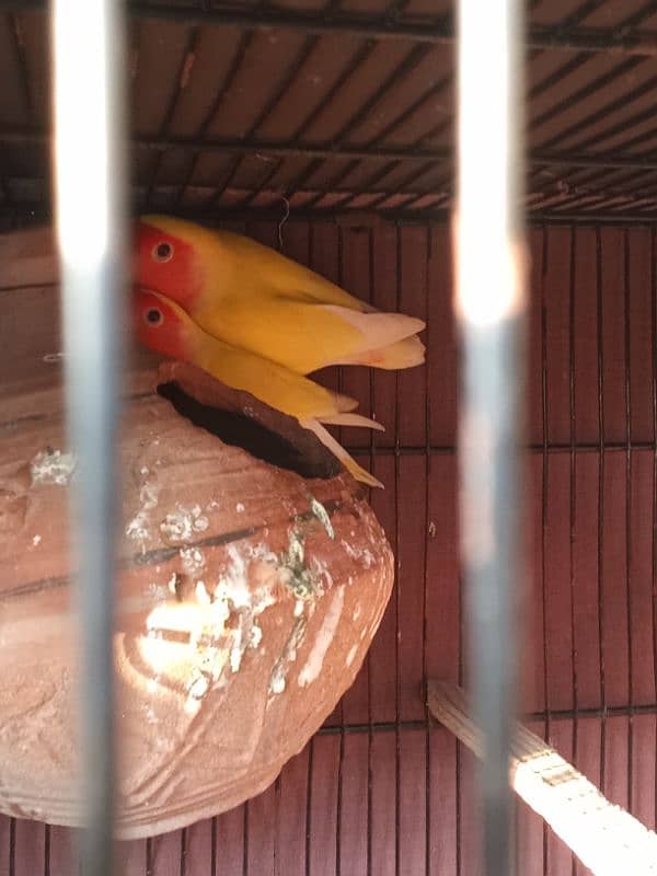 cocktail and love bird breeder pairs 10