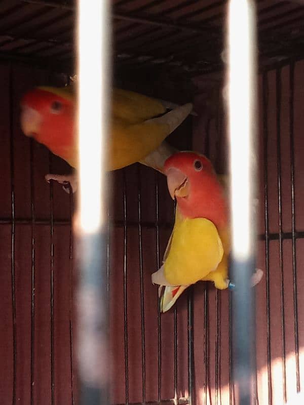 cocktail and love bird breeder pairs 11