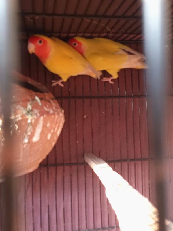 cocktail and love bird breeder pairs 12