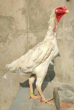 Quality White O Shamo Madi ( Chriss Breed )