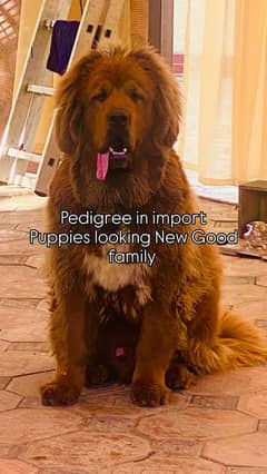 Tibetan Mastiff pedigree puppies available