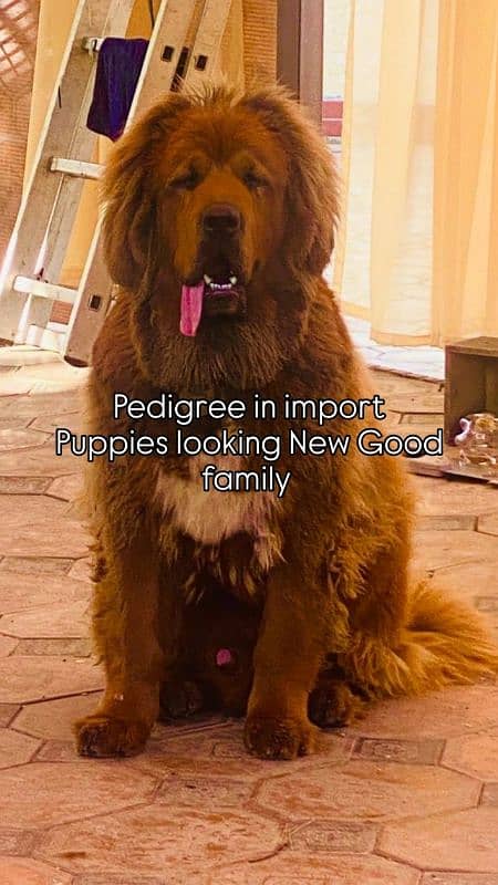 Tibetan Mastiff pedigree puppies available 1